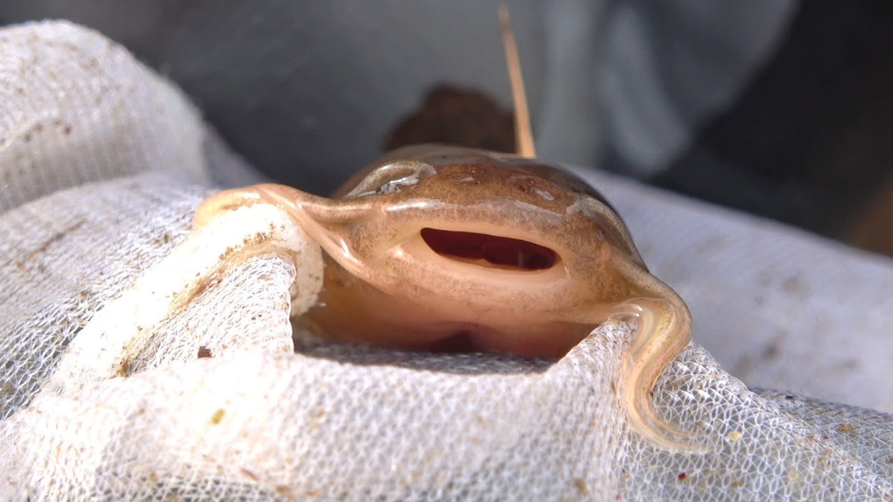 1745990726_maxresdefault-8258213-1884528-jpg